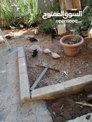  3 صيصان دجاج محلق