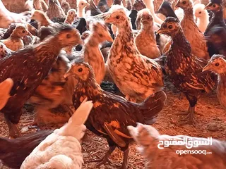  6 دجاج الكويتي