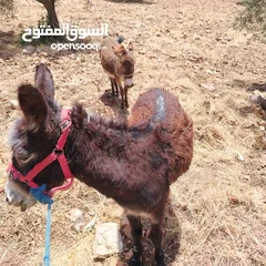 4 حماره وجحش