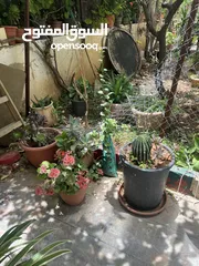  2 زريعة للبيع عدد 250 قوار مشكلات