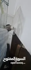  1 كوكتيل  واحد وايت فيس