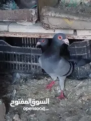  8 جواز بسعر الحرق كله شغال الجوز ب6 دنانير