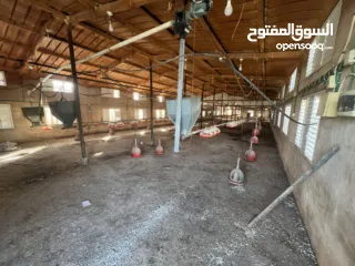  7 مشروع دواجن متكامل وجاهز للإنتاج – ليس مجرد أرض