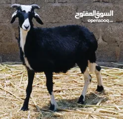  2 كبش عماني مقرن ما شا الله عليه سمين ممتاز للانتاج أو لذبح