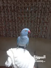  7 ببغاء درة طفرة محجل غير مروض مع قفصه الكبير المناسب