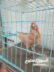  1 جوزين مخاليف جوز  كشكي اصفر وجوز مسكي