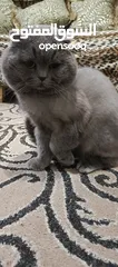  8 ذكر بريتش بلو للتزاوج