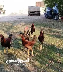  1 دجاج عرب للبيع