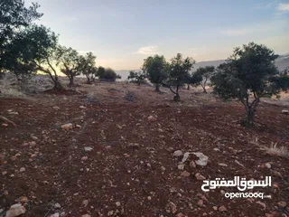  3 مزرعة لقطة مميزة مشجرة جرش دحل مساحة 3دونمات ونصف