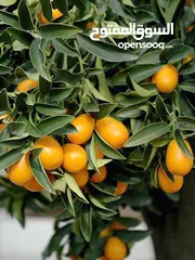  9 اشجار مثمره