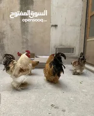  7 للبيع ديوك براهمه