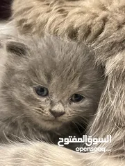  10 قطط  بصحه و عافيه