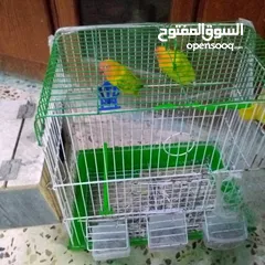  2 جوز فشر لابيع