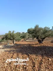  1 قطعة ارض للبيع في كوبر