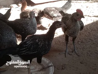  6 فراخ للبيع