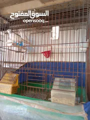  2 كناري للبيع انثي مع ابنها