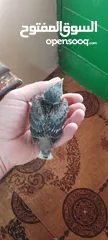  4 افراخ مينا للزق اليدوي