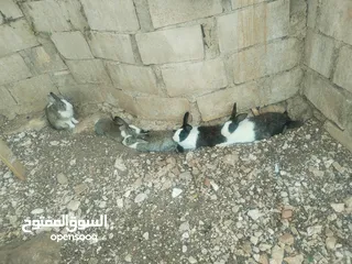  1 ارانب بلدية شغالة 5 أنثى و1ذكر شغالات مية بالمية مع 10 فراخ عمر 5ايام