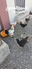  4 دجاج عمانيات وفرنسيات للبيع