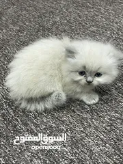  3 قطط نوع هلايا