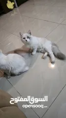  13 قطه هملايا انثى للبيع عمر ثلاث شهور  أكثير لعوبه حنونه مسليه نظيف جدا متعوده على البوكس مدربه