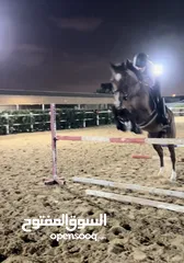  1 Jumping mare kids/beginner friendly