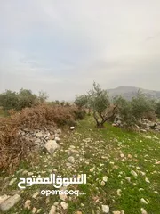  3 ارض للبيع نابلس_طلوزه