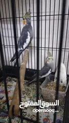  1 cocktail pair and budgies pair