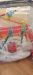  13 موجود جوز كوكتيل شغالات ميه الميه