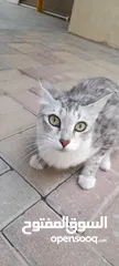  3 قطة  شيرازي مدربة تسمع الاوامر