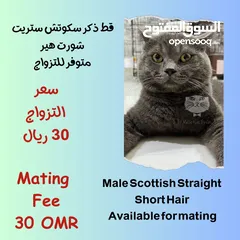  13 Male cats for mating Hotel services for cats