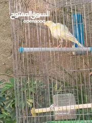  1 طيره مفتله للبيع