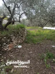  24 القبة الذهبية  اراضي بلعا دير الغصون