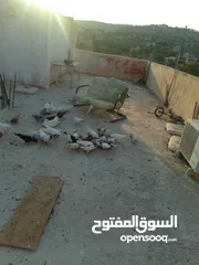  10 حمام للبيع في الزرقاء العالوك بجانب بقالة الصقر التواصل عبر الواتس اب