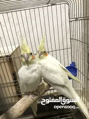  1 جوز كوكتيل لاتينو بدايه شغل