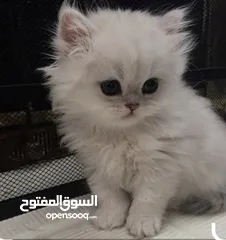  1 للبيع قط شيرازي