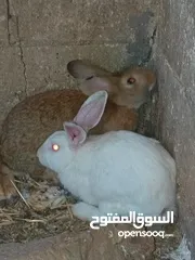  12 متاح في السلط