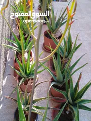 10 صبار الالوفيرا حجم كبير Aloe vera / الوفيرا / ألوفيرا مزهر عمر 3 إلى 4 سنوات
