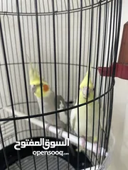  1 جوز كوكتيل للبيع