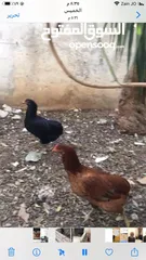  1 جاج وديك وبط