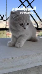  4 قطط سكوتش فولد مكس للبيع بسعر رمزي