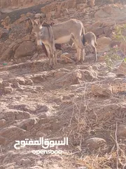  2 جحشه البيع العمر سنتين ونصف وبنتها عمرها 20 يوم