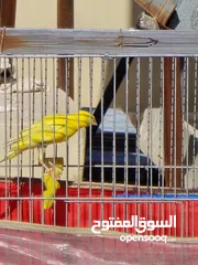  7 ذكر كنار بندوق ليموني  بجنن