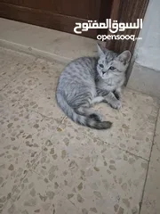  6 قط سكوتس عمر 3 اشهر للبيع