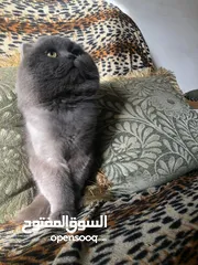  5 ذكر بريتش للتزاوج