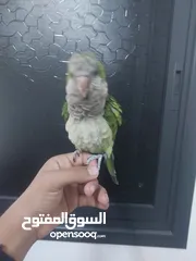  3 ببغاء كوكر