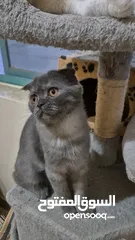  10 Scottish fold for adoption