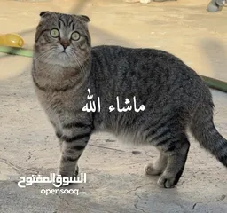  2 للبيع قطين سكوتش