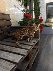  1 Bengal cat