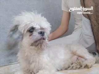  6 للبيه أنثى تشيتزو منتجه اقراء الوصف